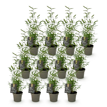 Bambou Fargesia Black Dragon : lot de plusieurs jeunes plants en pot gris, avec étiquettes One Boo, sur fond blanc uni.