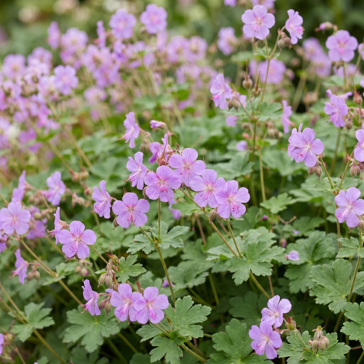 Géranium macr. Czakor : Vue rapprochée de nombreuses fleurs violet-rose pâles et de feuilles vertes en tapis, idéal pour couvre-sol fleuri.