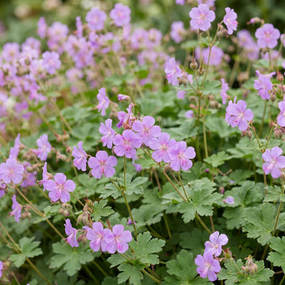 Géranium macr. Czakor : Vue rapprochée de nombreuses fleurs violet-rose pâles et de feuilles vertes en tapis, idéal pour couvre-sol fleuri.