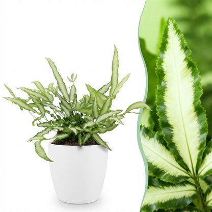 Plante d'intérieur - Pteris cretica Albolineata - Fougère ruban - Plante amicale pour les animaux - Vert - 1 Plante - avec Potter Blanc - Pot 12cm - Hauteur 20cm