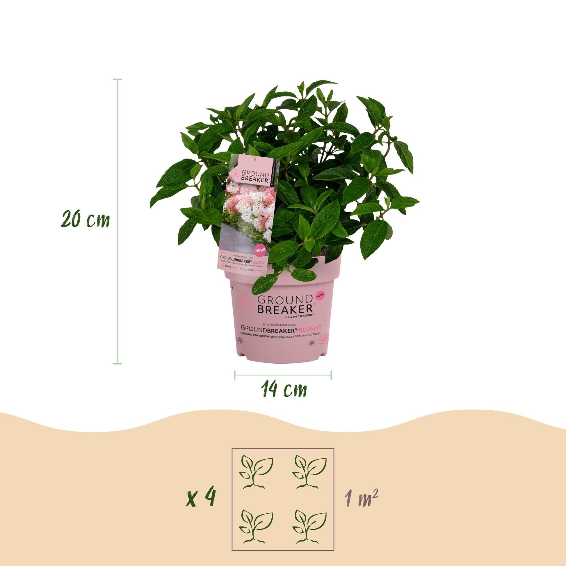Hortensia Groundbreaker Blush. Schéma montrant un plant en pot, avec sa hauteur de 20 cm et le diamètre de son pot (14 cm). Indique qu'un lo