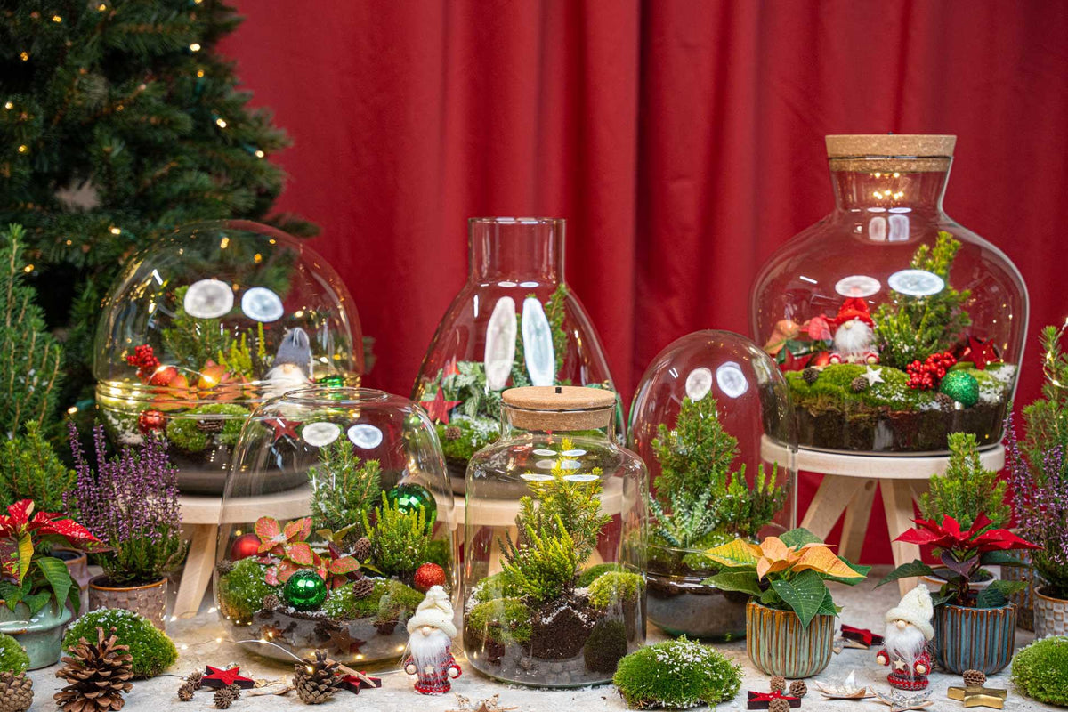 Kit terrarium de Noël fermé avec Fittonia, bruyère et décorations, bocal en verre Ø 19 cm