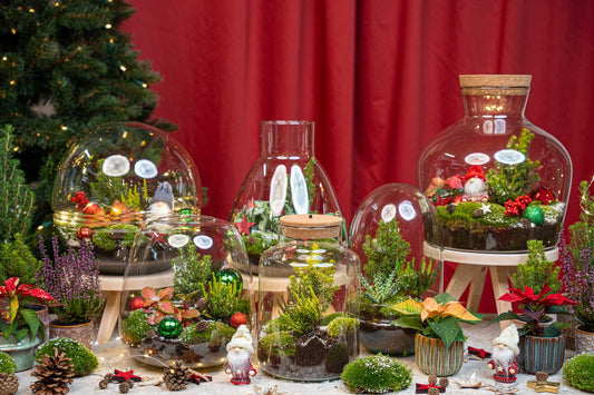 Kit terrarium de Noël fermé avec Fittonia, bruyère et décorations, bocal en verre Ø 19 cm