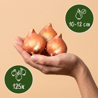 Bulbes de Mélange de bulbes roses pour jardin tenus dans une main, calibre 10-12 cm, lot de 125 bulbes.