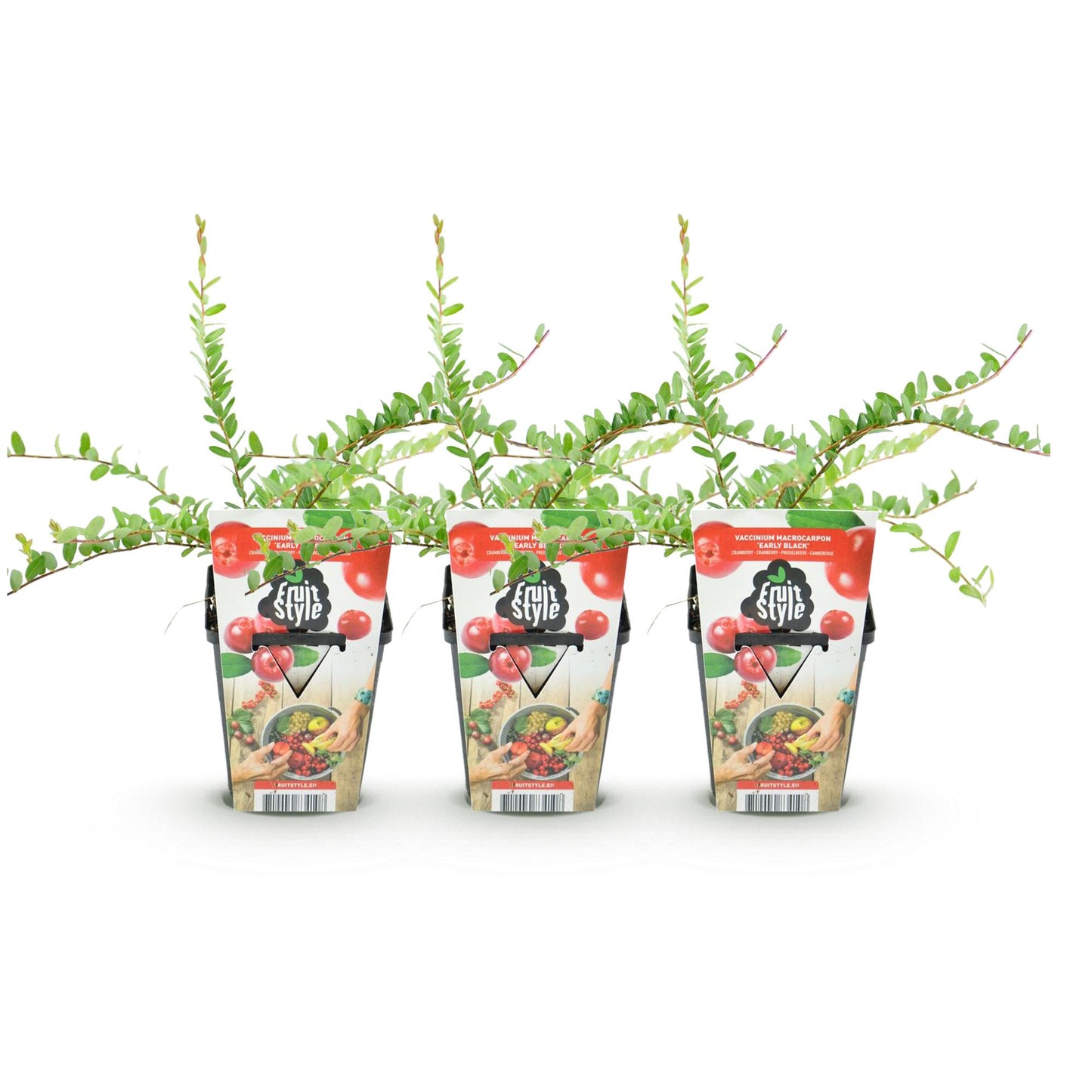 Myrtille Vaccinium macrophylla Early Black. Trois plants en pots de 9 cm, alignés sur fond blanc. Feuillage vert vif et étiquettes colorées 