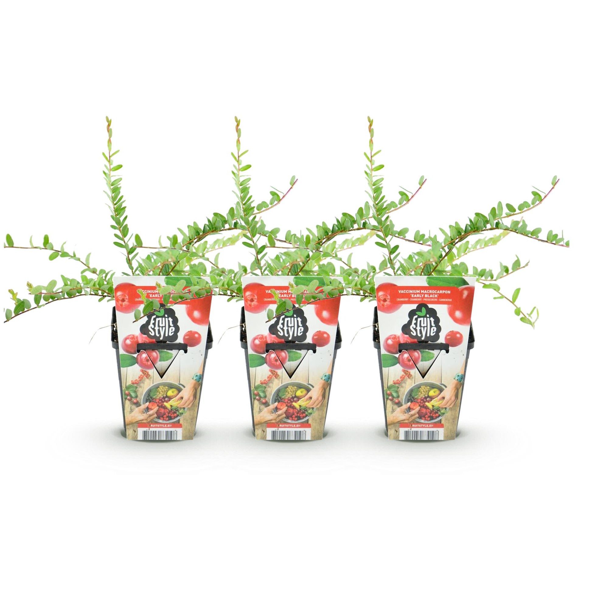 Myrtille Vaccinium macrophylla Early Black. Trois plants en pots de 9 cm, alignés sur fond blanc. Feuillage vert vif et étiquettes colorées 