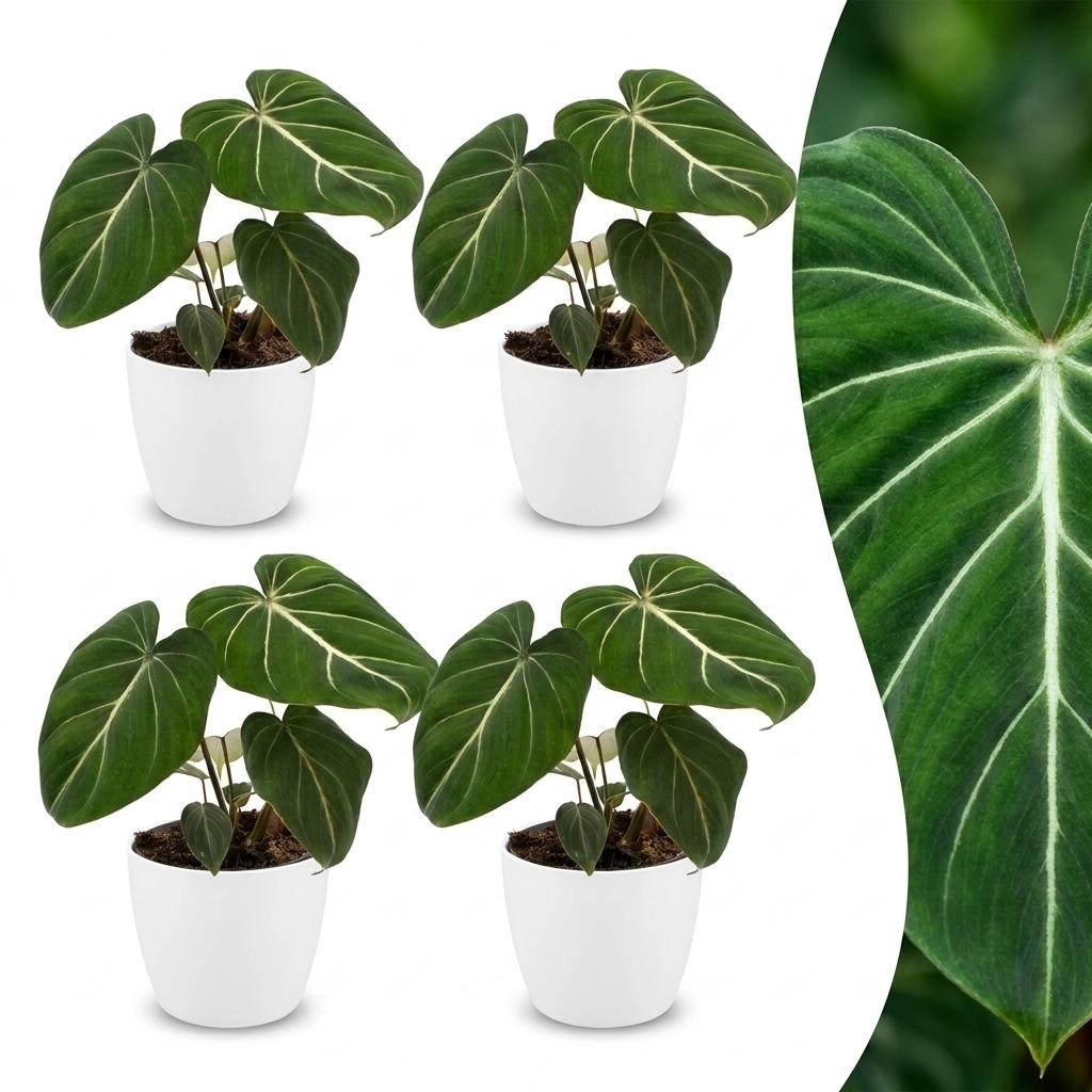 Philodendron Gloriosum - Pot de 12cm