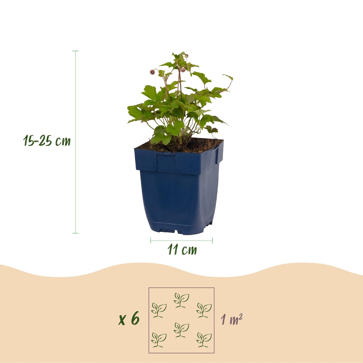 Anémone Tricolour. Infographie montrant un plant en pot, avec sa hauteur (15-25 cm) et le diamètre du pot (11 cm). Indique aussi qu'il faut 