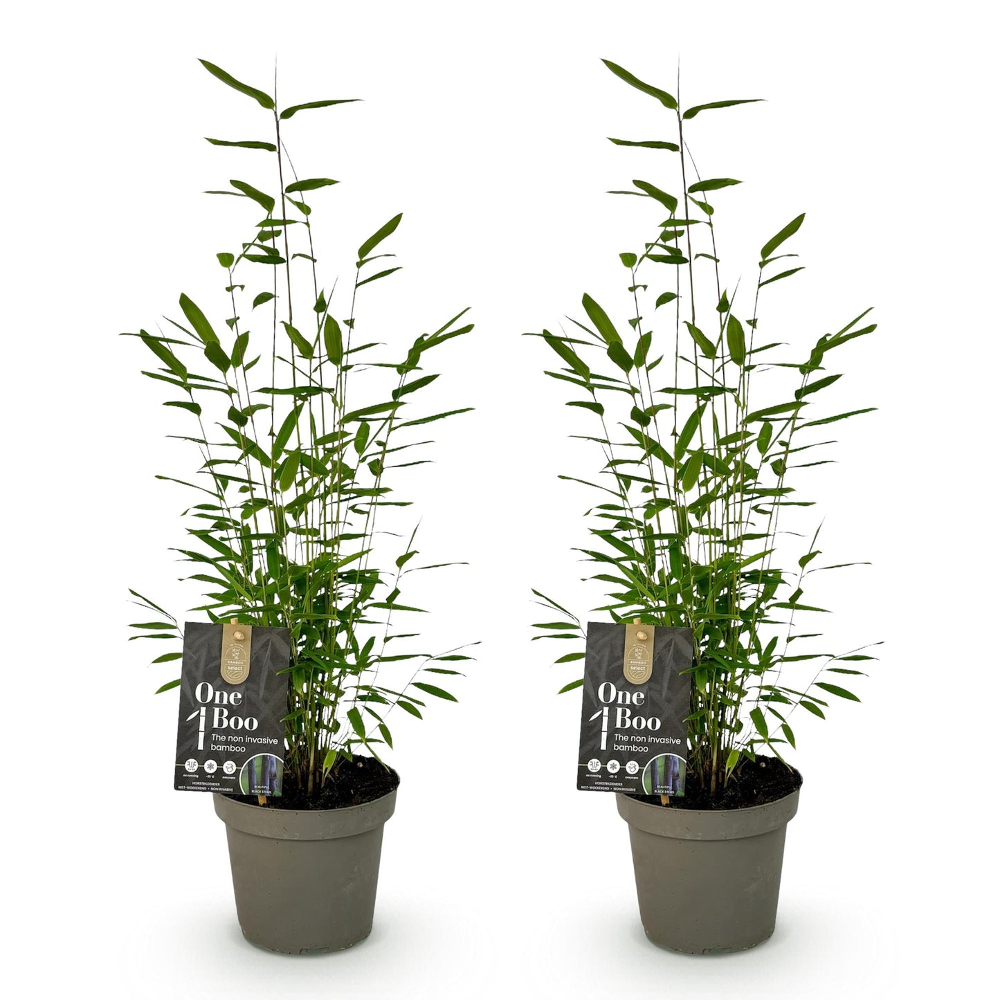 Fargesia Black Dragon : Deux bambous non invasifs de 35cm en pot de 14cm sur fond blanc, prêts à être plantés en extérieur.