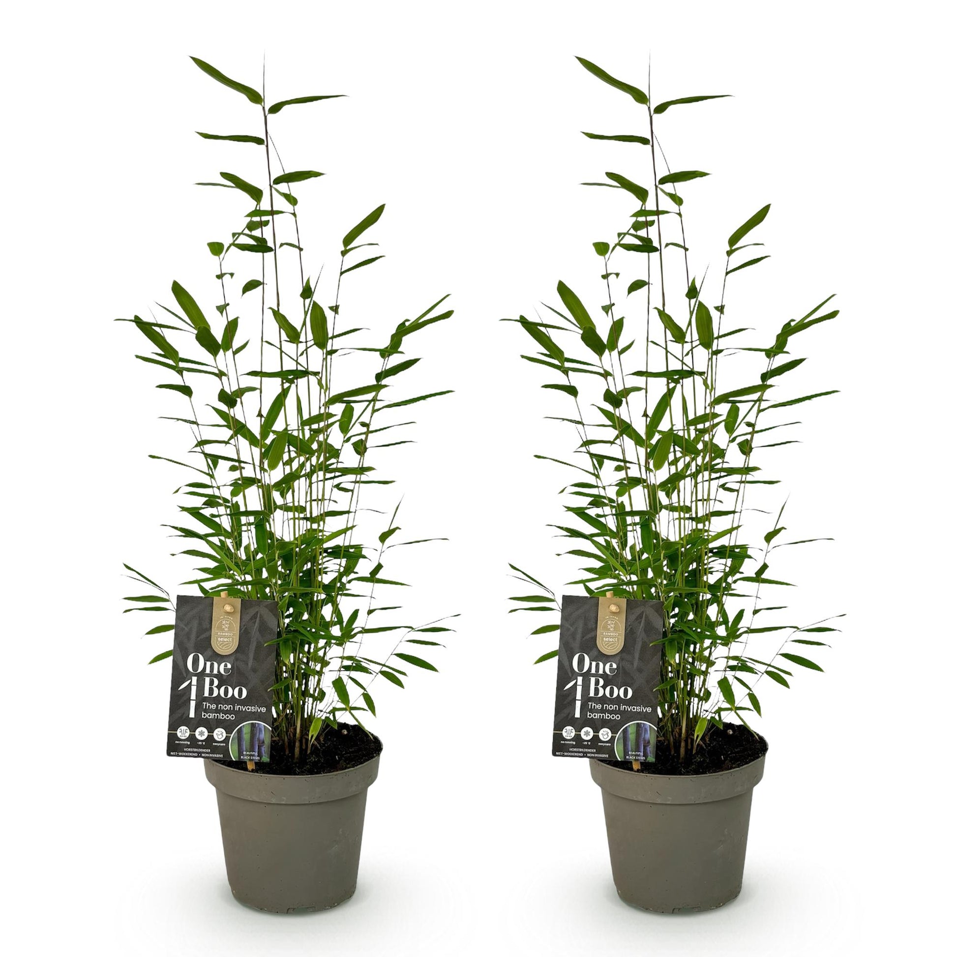 Fargesia Black Dragon : Deux bambous non invasifs de 35cm en pot de 14cm sur fond blanc, prêts à être plantés en extérieur.