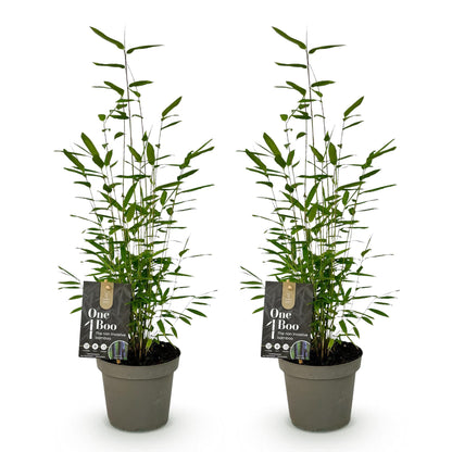 Fargesia Black Dragon : Deux bambous non invasifs de 35cm en pot de 14cm sur fond blanc, prêts à être plantés en extérieur.