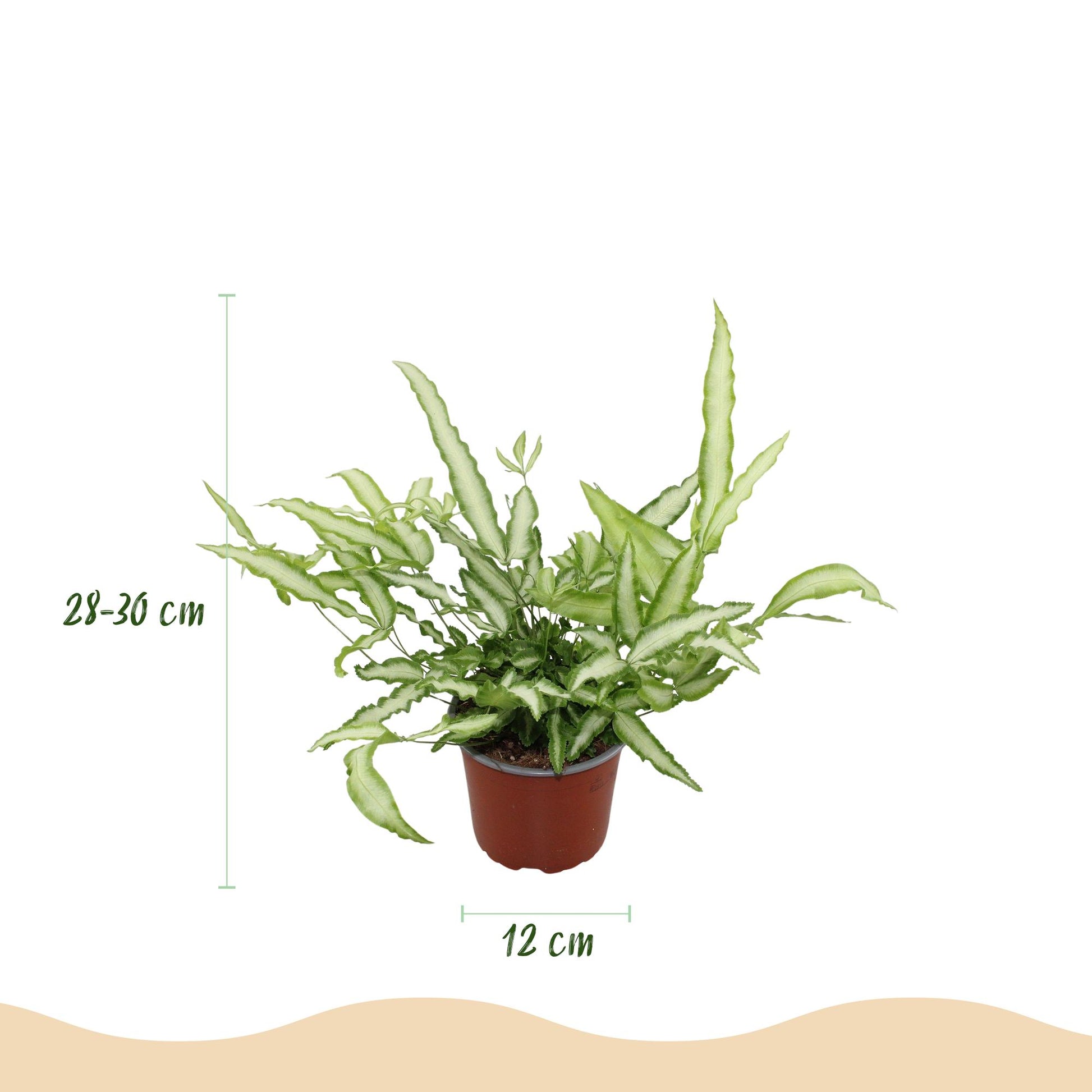 Plante d'intérieur - Pteris cretica Albolineata - Fougère ruban - Plante amicale pour les animaux - Vert - 1 Plante - avec Panier - Pot 12cm - Hauteur 20cm