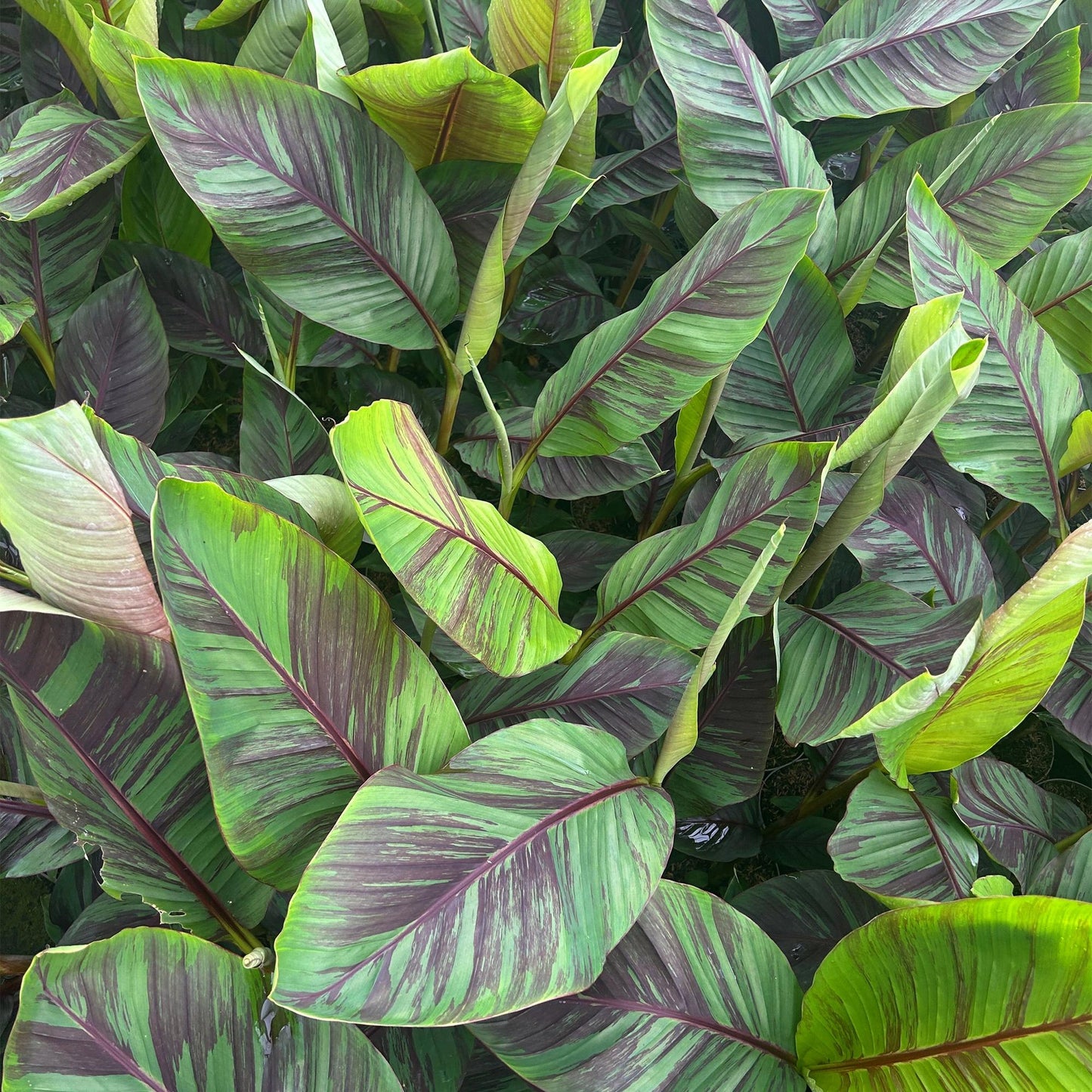 Musa Ever Red. Gros plan sur le feuillage vert vif et violet strié du bananier d'extérieur Musa Ever Red.
