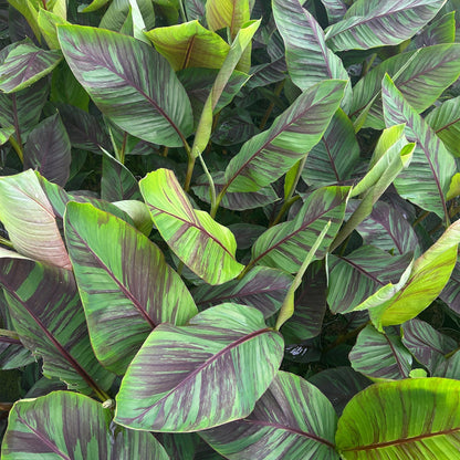Musa Ever Red. Gros plan sur le feuillage vert vif et violet strié du bananier d'extérieur Musa Ever Red.
