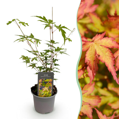 Acer palmatum Sangokaku, plant en pot avec feuillage vert vif, accompagné d'un gros plan du feuillage aux couleurs automnales rouge et or.