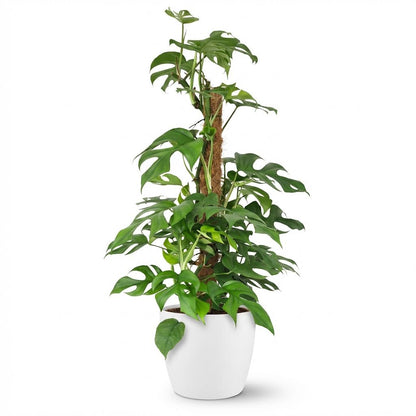 Rhaphidophora tetrasperma plante d'intérieur sur tuteur mousse, pot 19cm, hauteur 90cm, feuilles fenêtrées vertes