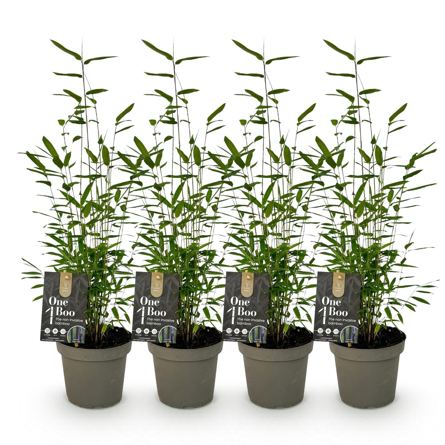 Bambou Fargesia Black Dragon. Lot de 4 jeunes plants de bambou non envahissant, feuillage persistant vert, en pot sur fond blanc.