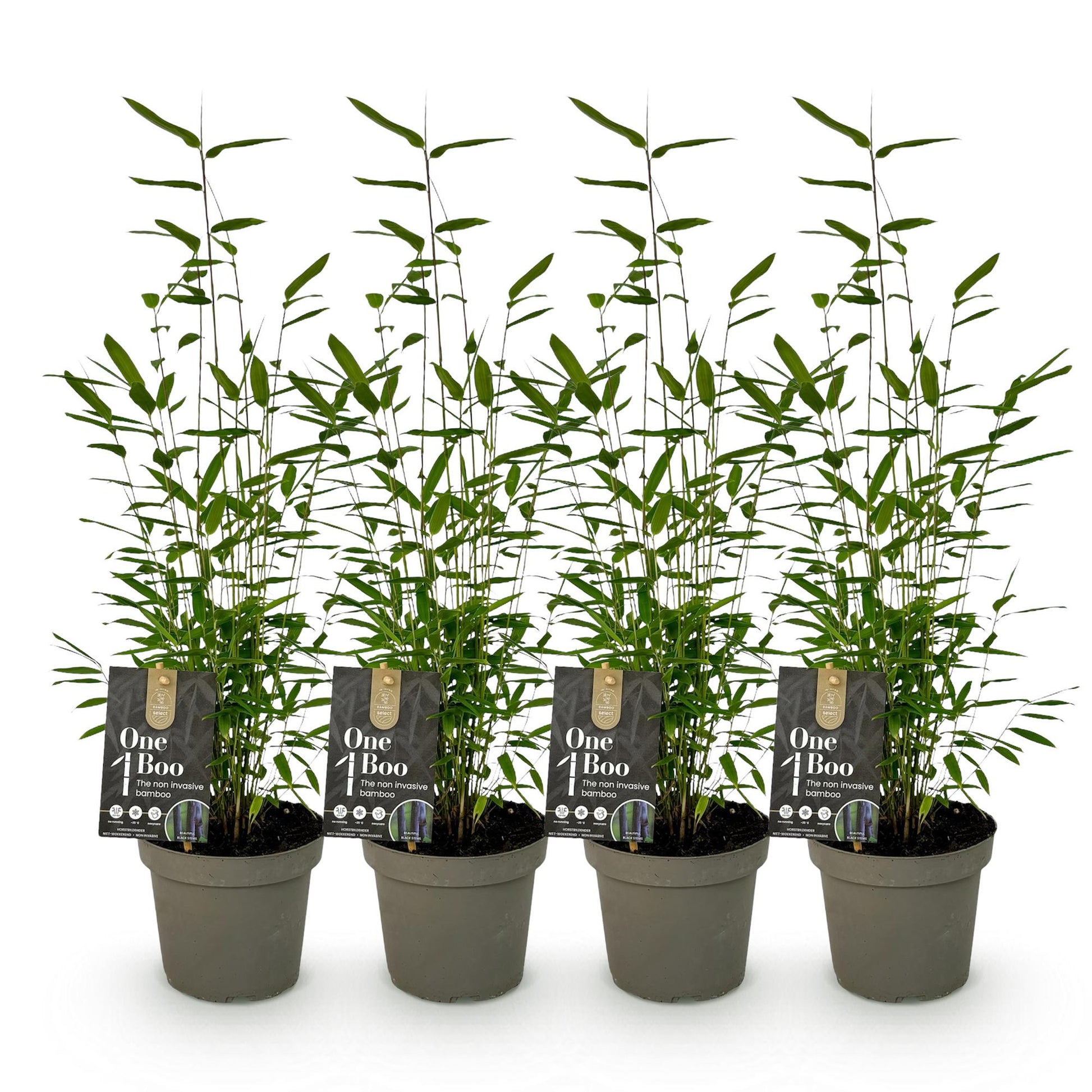Bambou Fargesia Black Dragon. Lot de 4 jeunes plants de bambou non envahissant, feuillage persistant vert, en pot sur fond blanc.