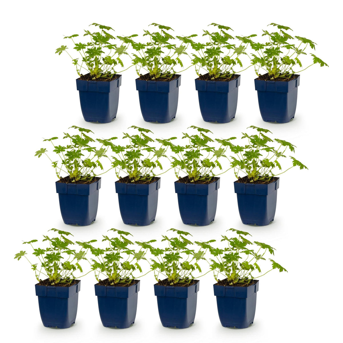 Géranium 'Ingwersen's Variety' - lot de 12 plants en pot de 11 cm