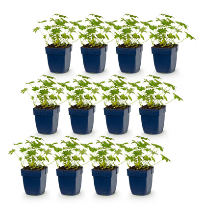 Géranium 'Ingwersen's Variety' - lot de 12 plants en pot de 11 cm
