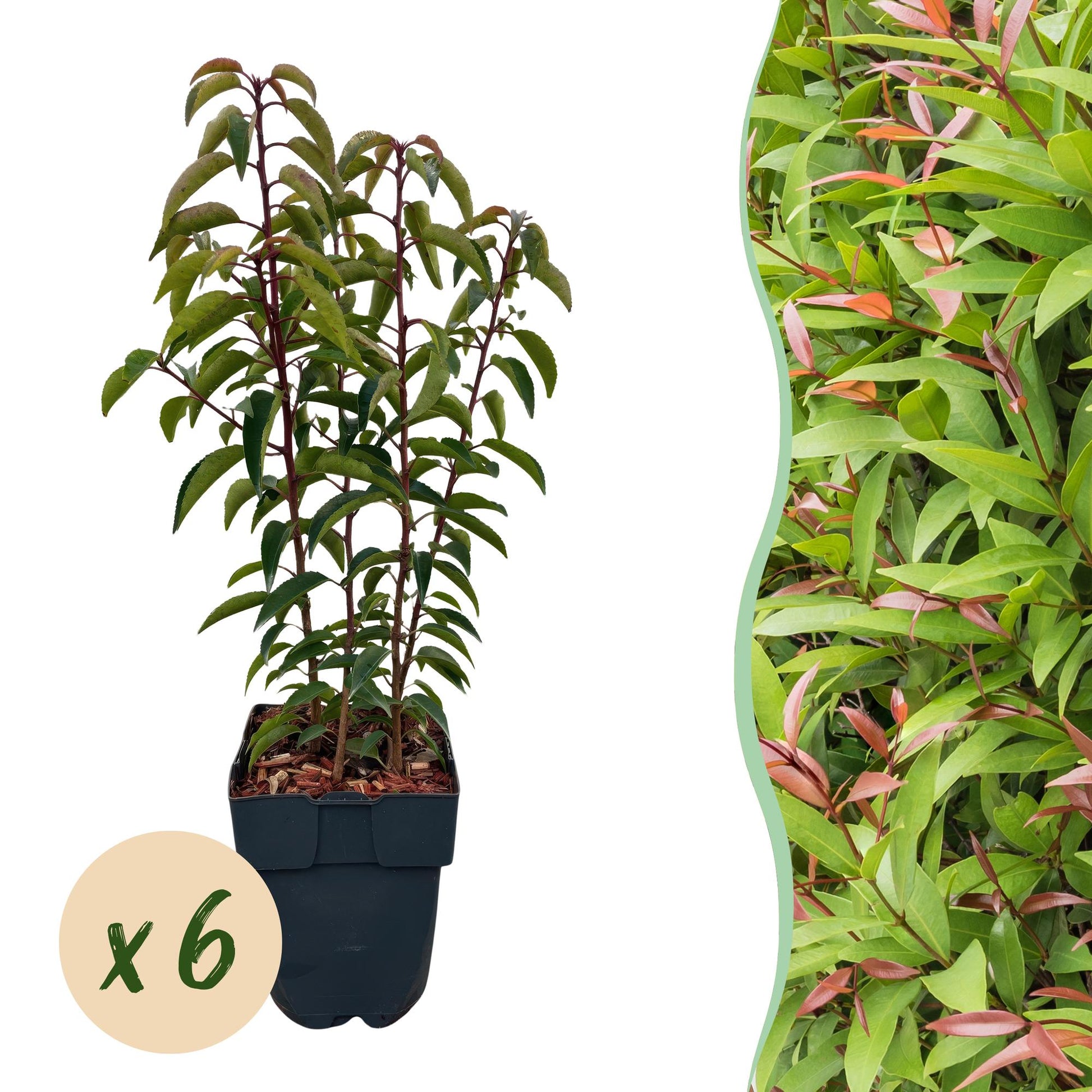 Prunus lusitanica Angustifolia, un plant en pot sur fond blanc à gauche et un mur végétal dense à droite.