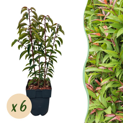 Prunus lusitanica Angustifolia, un plant en pot sur fond blanc à gauche et un mur végétal dense à droite.