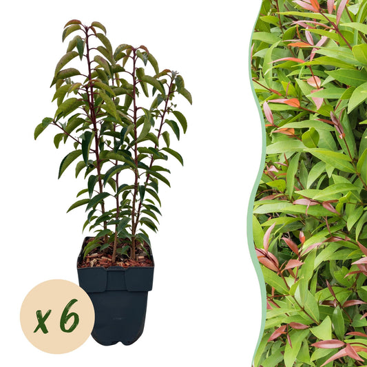Prunus lusitanica Angustifolia, un plant en pot sur fond blanc à gauche et un mur végétal dense à droite.