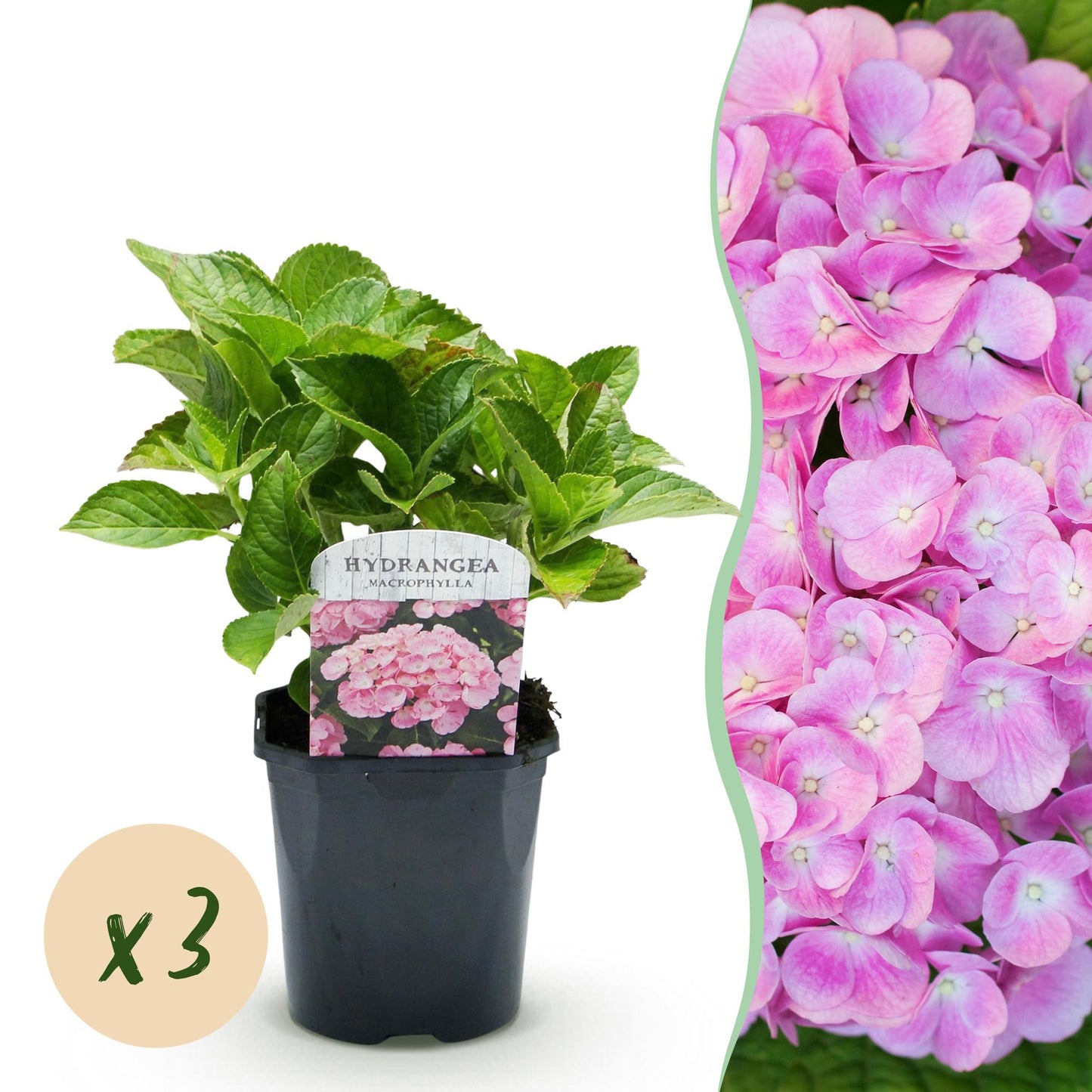 Hortensia de jardin (Hydrangea macrophylla), arbuste fleuri rustique, Pot 17 cm, Hauteur 30 cm