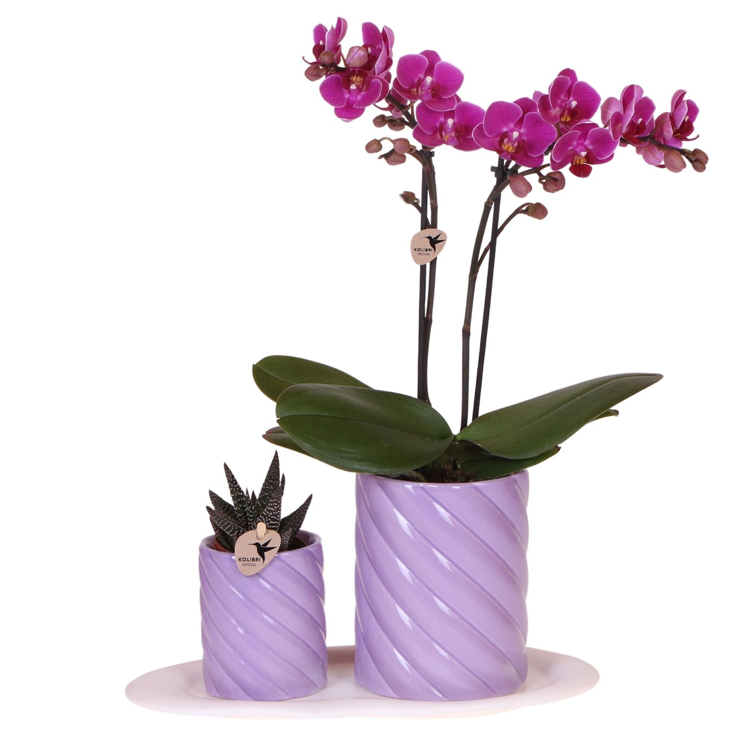 Orchidée Phalaenopsis orange en pot