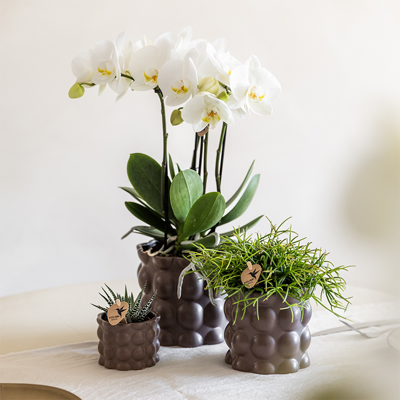 Lot de 3 cache-pots céramique texture bulles - brun (6, 9 et 12 cm)