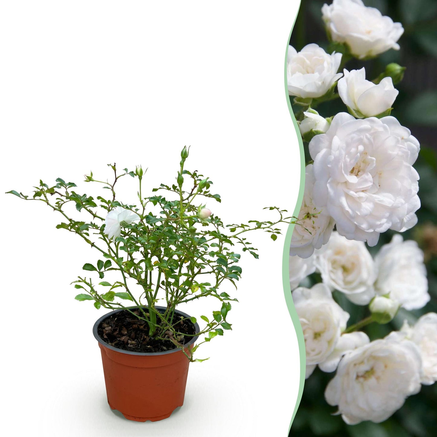 Rosier de Jardin 'Rosa White Fairy' en pot de 12cm et une image de la plante en fleur, formant une haie de roses blanches.