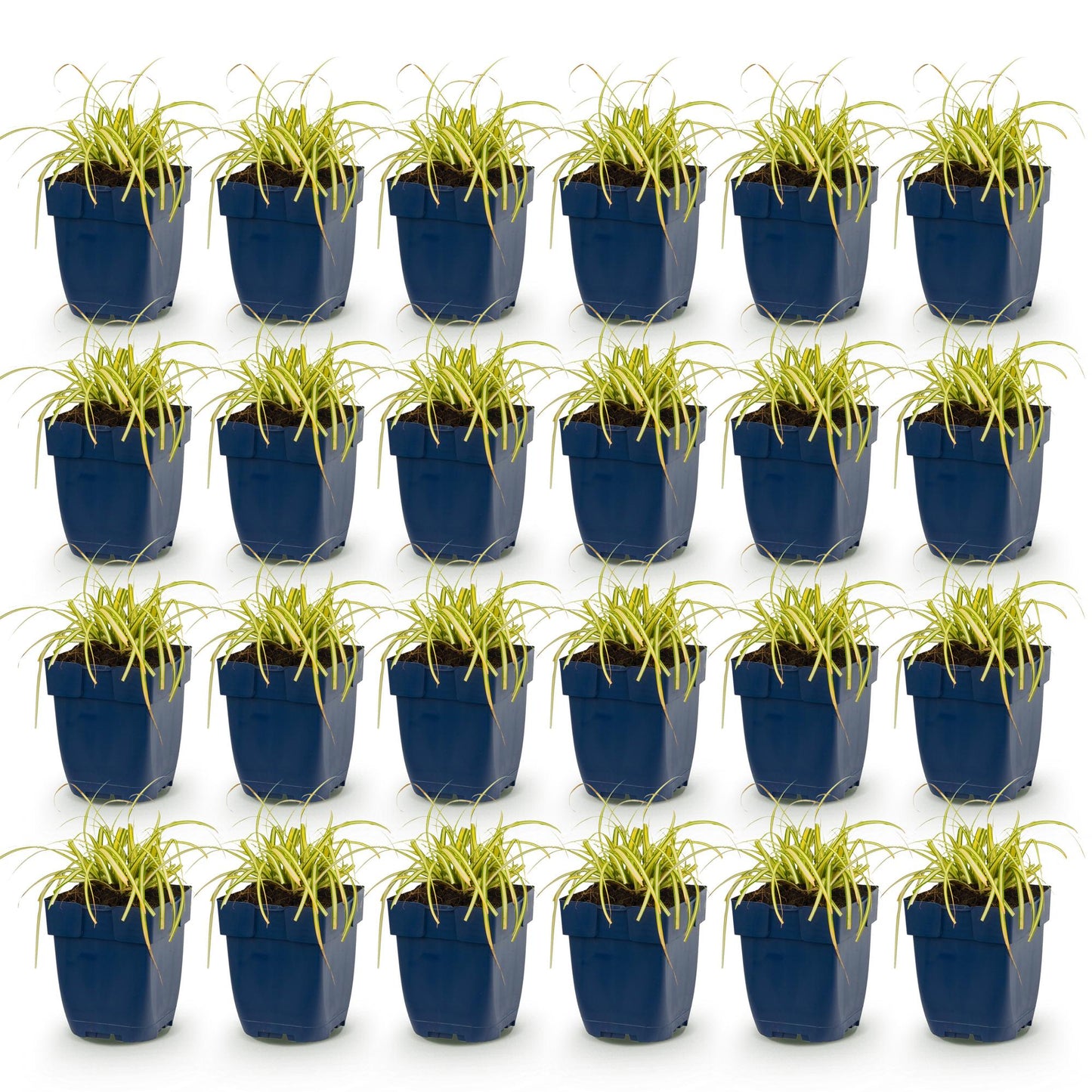 Carex oshimensis Evergold : 24 plants de jonc japonais persistants, jaune-vert, en pots bleus, alignés sur un fond blanc uni.