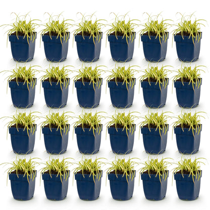 Carex oshimensis Evergold : 24 plants de jonc japonais persistants, jaune-vert, en pots bleus, alignés sur un fond blanc uni.