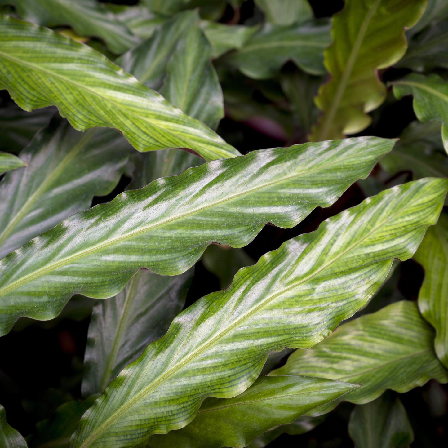 Plantes d'intérieur - Calathea Rufibarba - Plante paon - Peu d'entretien - avec panier - Vert - 1 Plante - Pot 17cm - Hauteur 55-60cm