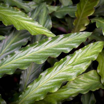 Plantes d'intérieur - Calathea Rufibarba - Plante paon - Peu d'entretien - avec panier - Vert - 1 Plante - Pot 17cm - Hauteur 55-60cm