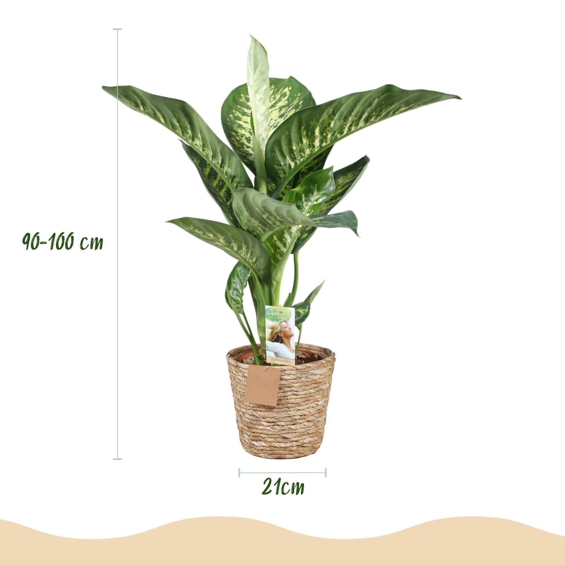Plantes d'intérieur - Diefenbachia Tropic Snow - Dieffenbachia - Peu d'entretien - avec panier - Panaché - 1 Plante - Pot 21cm - Hauteur 90-100cm