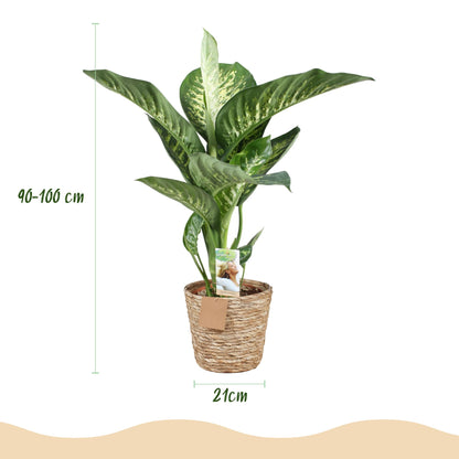 Plantes d'intérieur - Diefenbachia Tropic Snow - Dieffenbachia - Peu d'entretien - avec panier - Panaché - 1 Plante - Pot 21cm - Hauteur 90-100cm