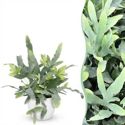 Plante d'intérieur - Phlebodium aureum Blue Star - Fougère Bleue - Plante Amie des Animaux - Bleu - 1 Plante - avec Potter Blanc - Pot 12cm - Hauteur 25cm