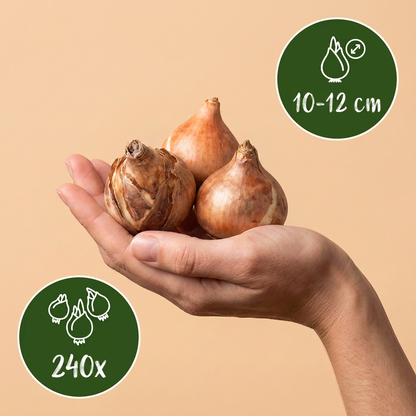 Bulbes de Narcisse Double en mélange tenus dans une main, calibre 10-12 cm, lot de 240 bulbes.