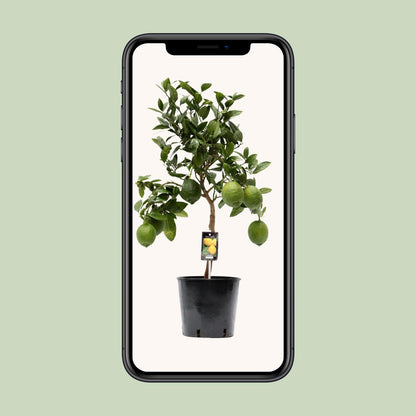 Le Citronnier en pot de 22 cm présenté sur un écran de téléphone