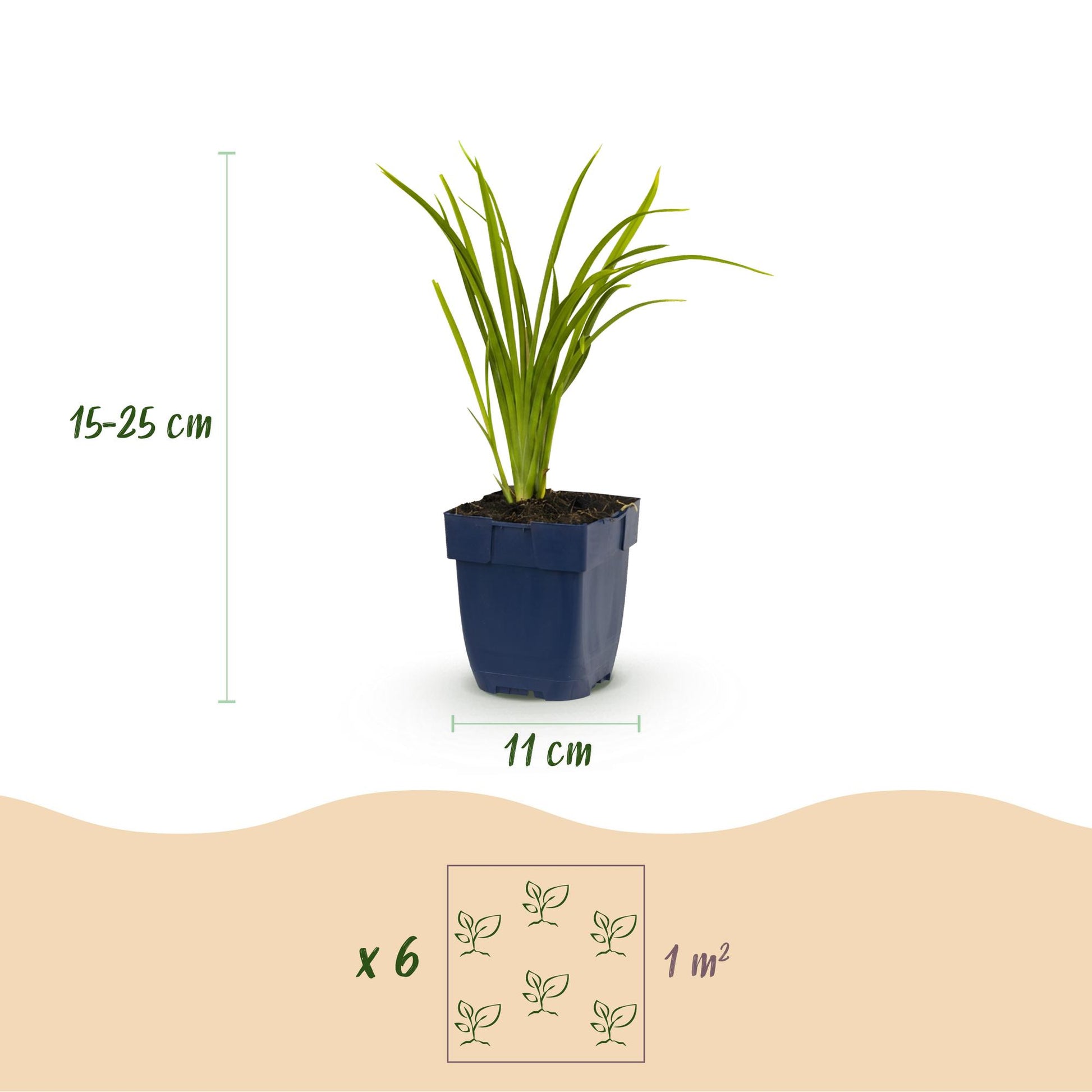 Hémérocalle 'Autumn Red' en pot de 11cm, hauteur 15-25cm, avec schéma d'espacement de 6 plants par m² pour un lot.