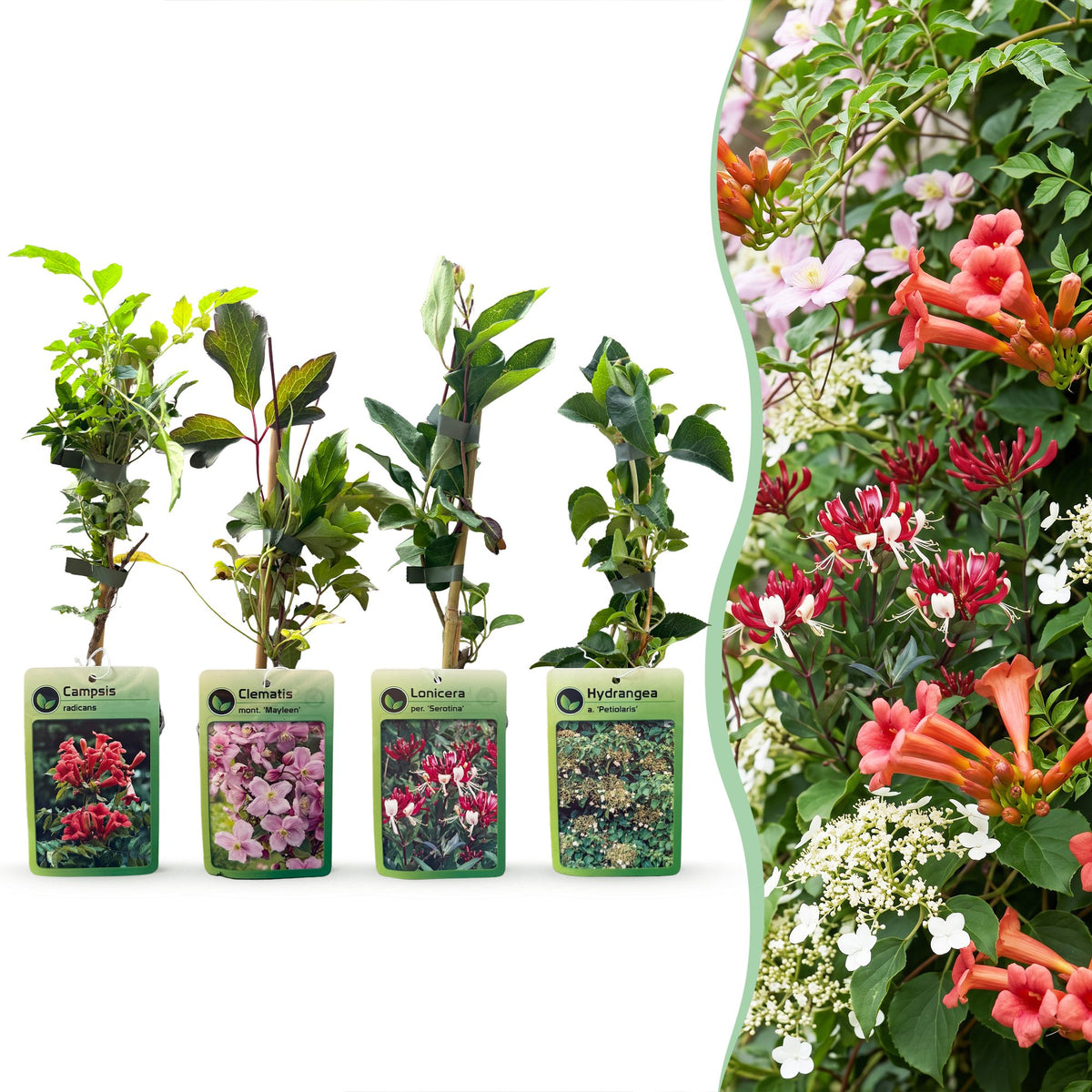 Plantes grimpantes Rainbow en mélange de couleurs - grimpantes fleuries