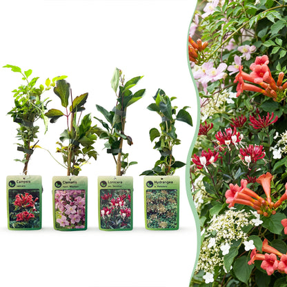Plantes grimpantes Rainbow en mélange de couleurs - grimpantes fleuries