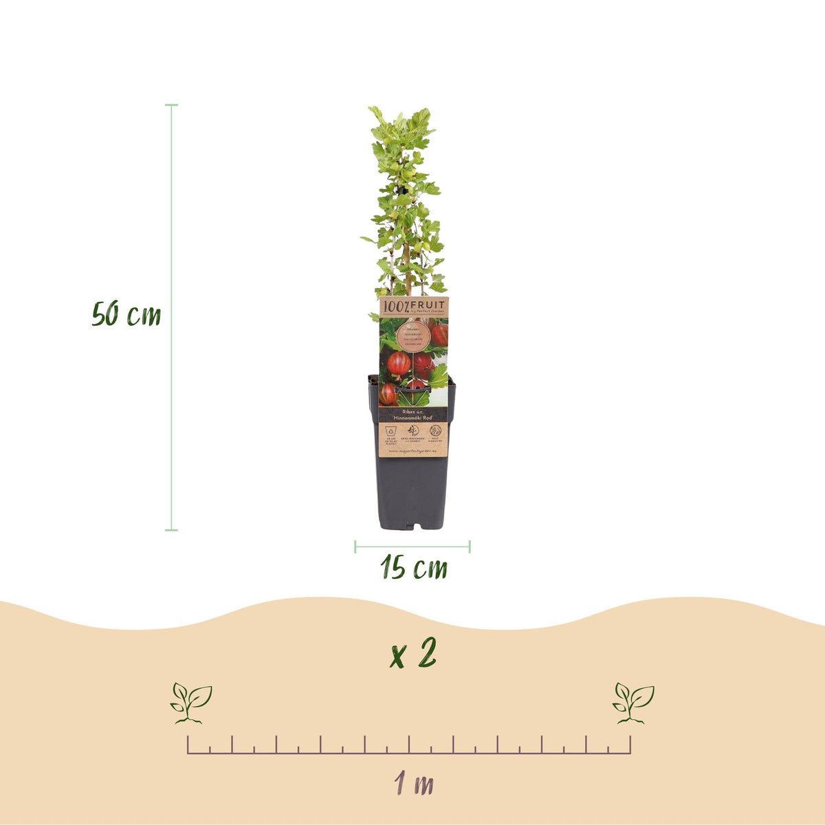 Dimensions de Groseillier à maquereau 'Hinnonmäki Röd' en pot de 15 cm