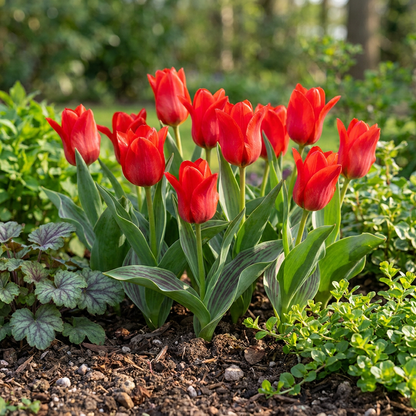 Massif de tulipes Greigii rouges en pleine floraison avec leur feuillage strié dans un jardin ensoleillé.