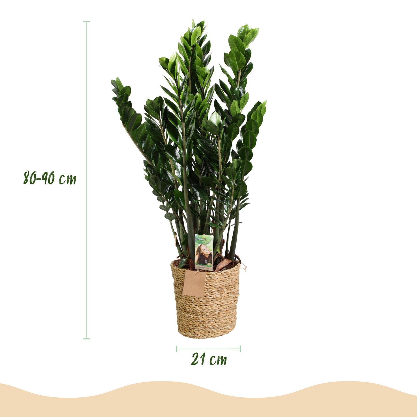 Plantes d'intérieur - Zamioculcas - Plante ZZ - Peu d'entretien - avec panier - Vert - 1 Plante - Pot 21cm - Hauteur 80-90cm