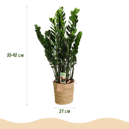 Plantes d'intérieur - Zamioculcas - Plante ZZ - Peu d'entretien - avec panier - Vert - 1 Plante - Pot 21cm - Hauteur 80-90cm