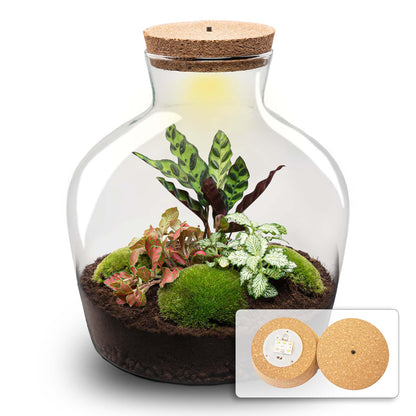Grand kit terrarium lumineux Calathea et Fittonia, bocal Ø 29 cm à bouchon LED, avec ou sans outils