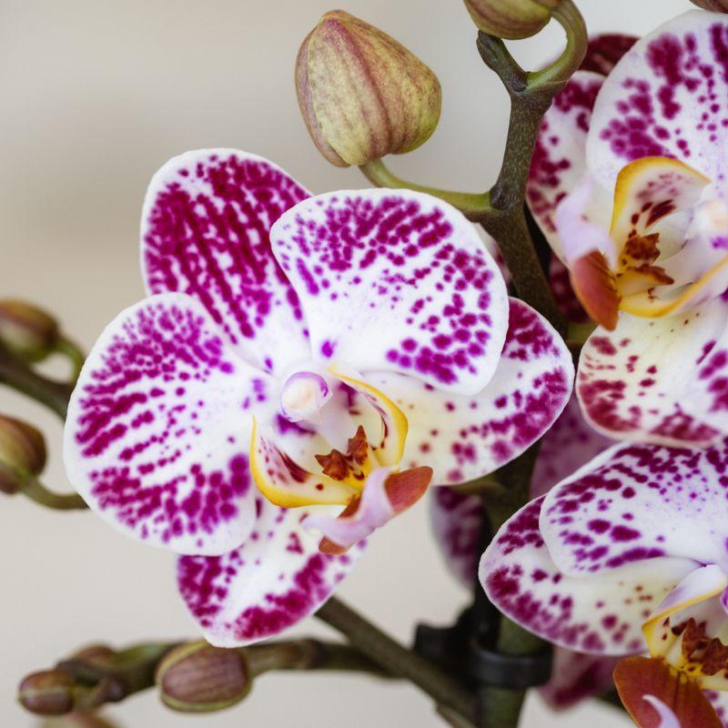 Orchidée Phalaenopsis rose-violet en pot
