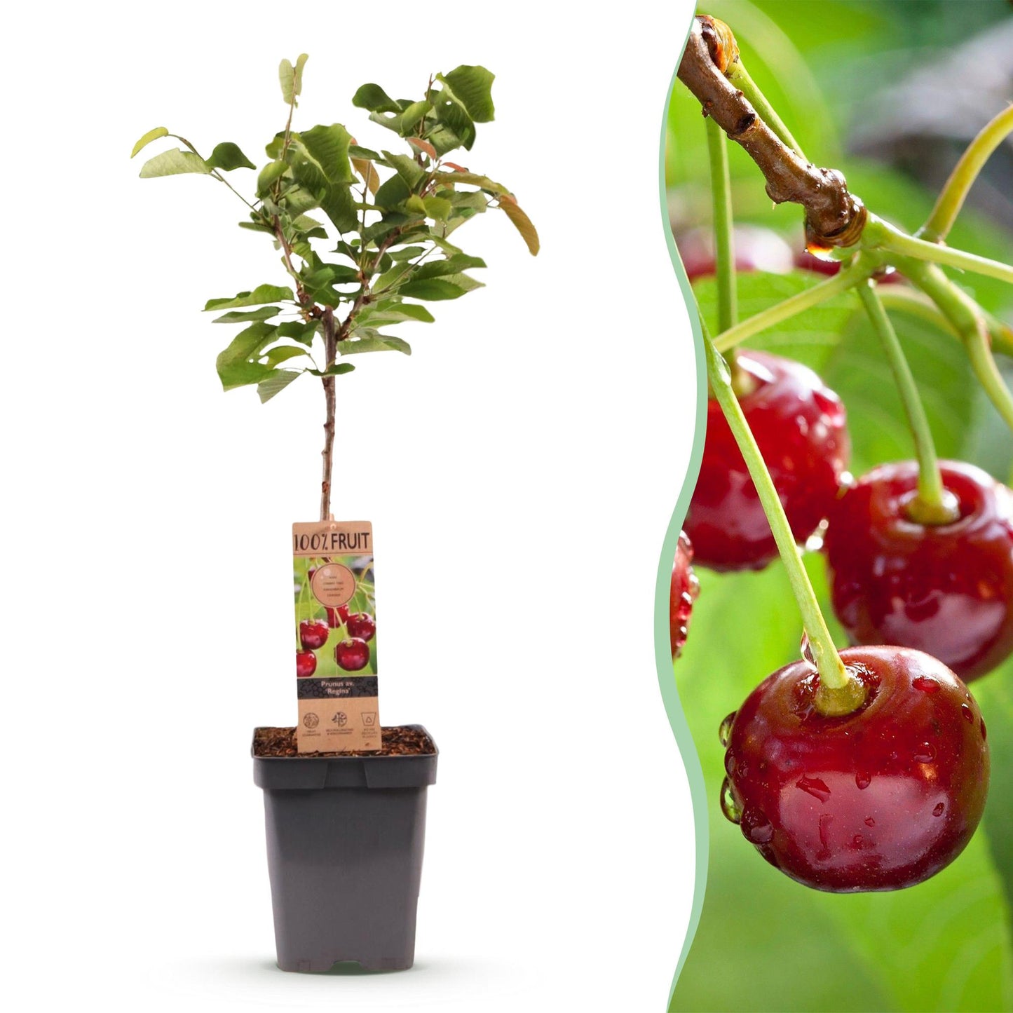 Cerisier Prunus avium Regina en pot, juxtaposé à un gros plan de cerises rouges et juteuses avec des gouttes d'eau.